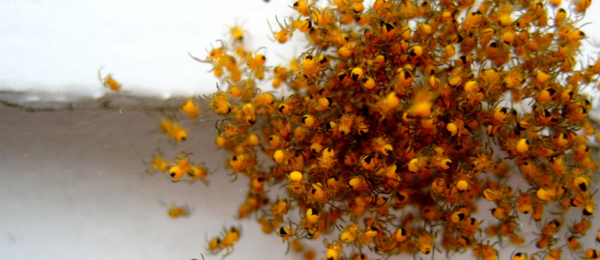 Spiderlings, 